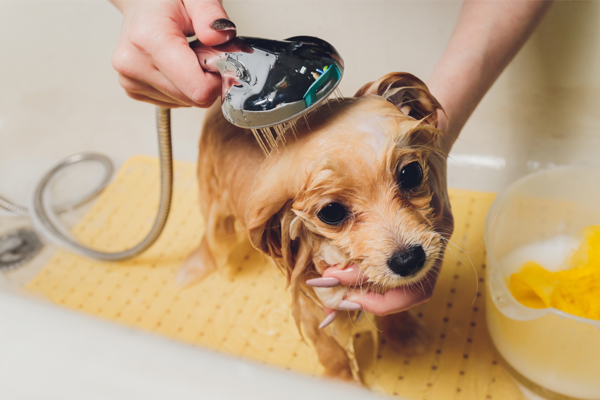 河内長野 | grooming