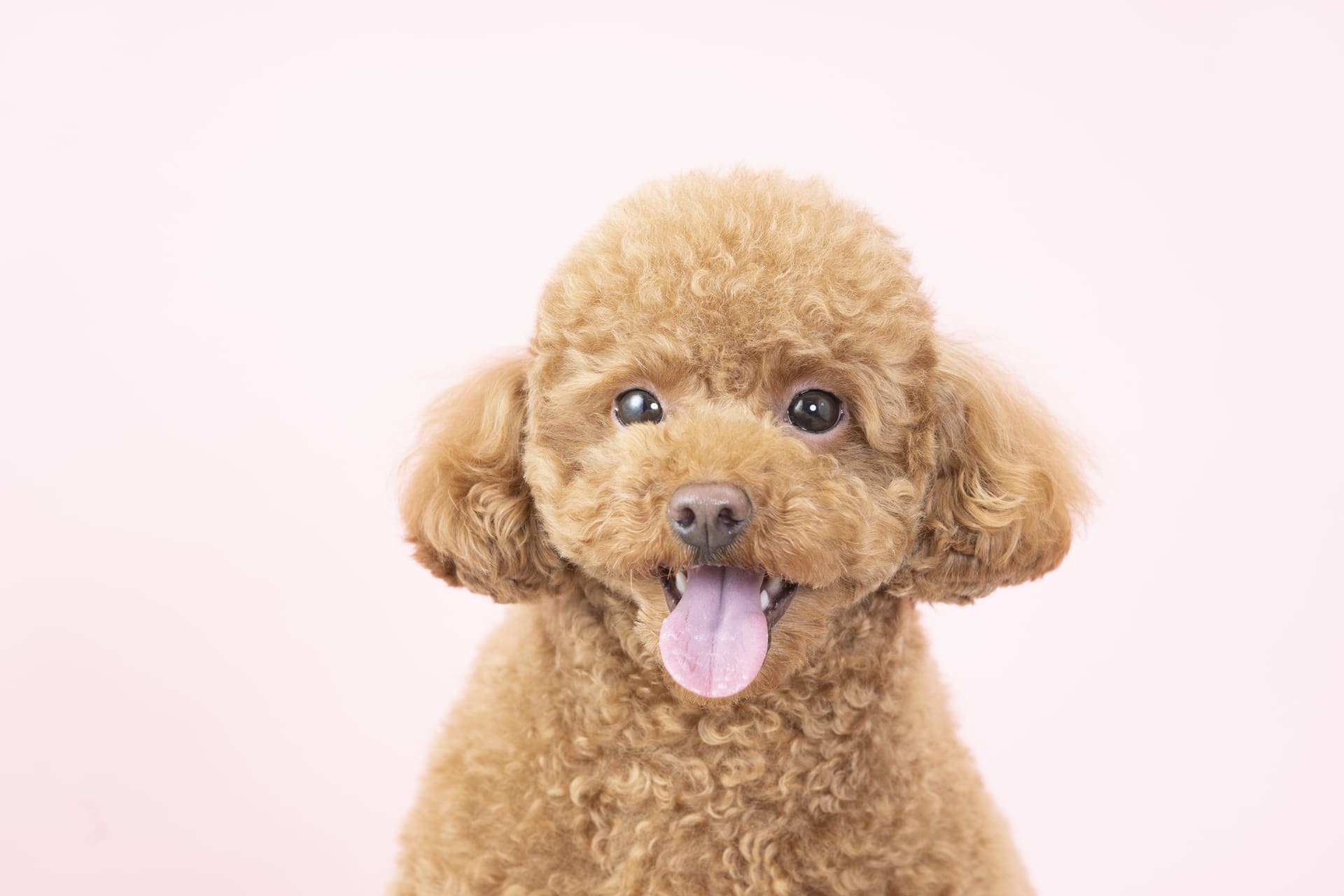 トイ・プードルへの施術 | 大阪府河内長野のトリミングならDOG Salon TARTE〜タルト〜