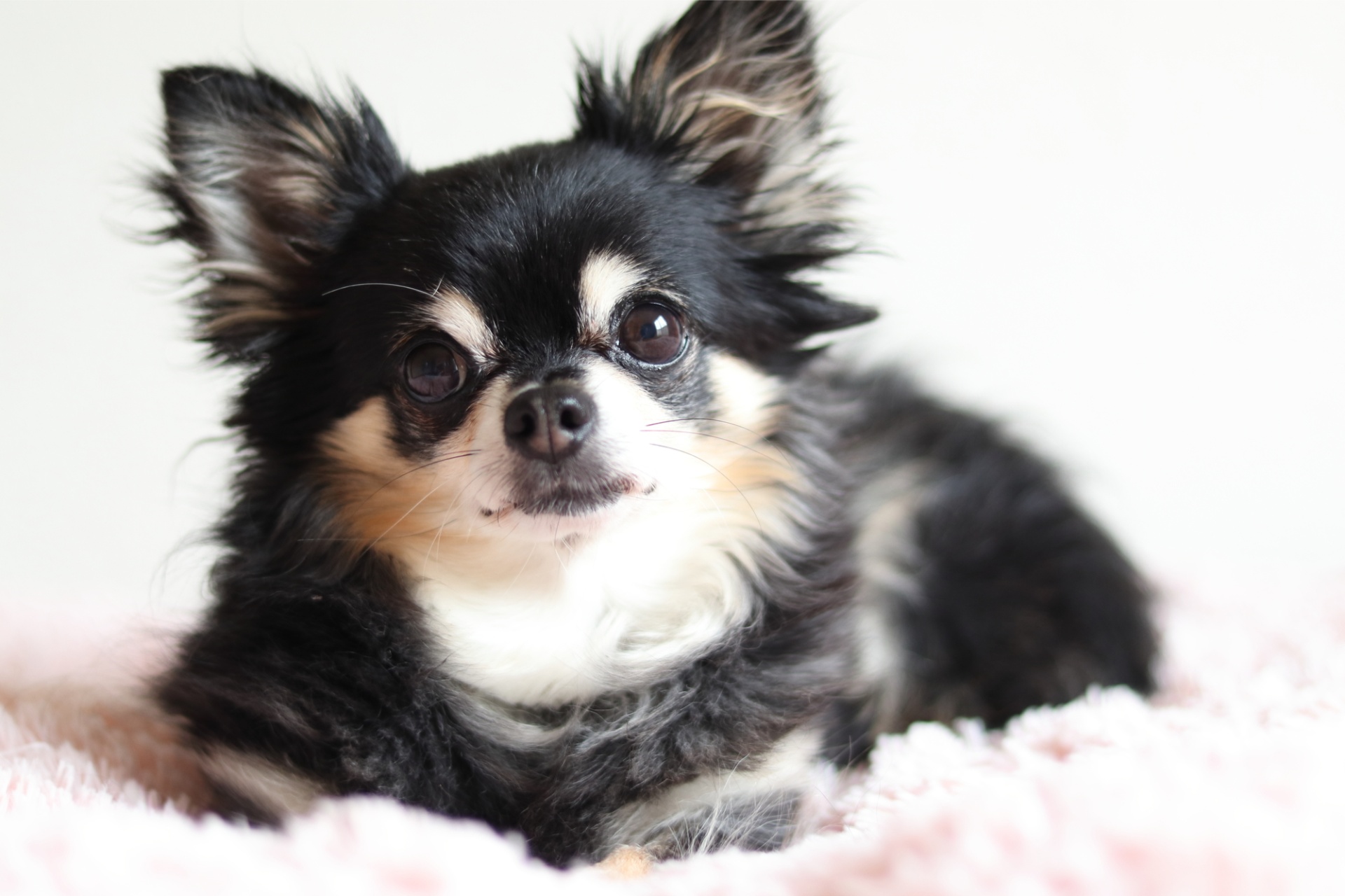 チワワのお手入れ | 大阪府河内長野のトリミングならDOG Salon TARTE〜タルト〜