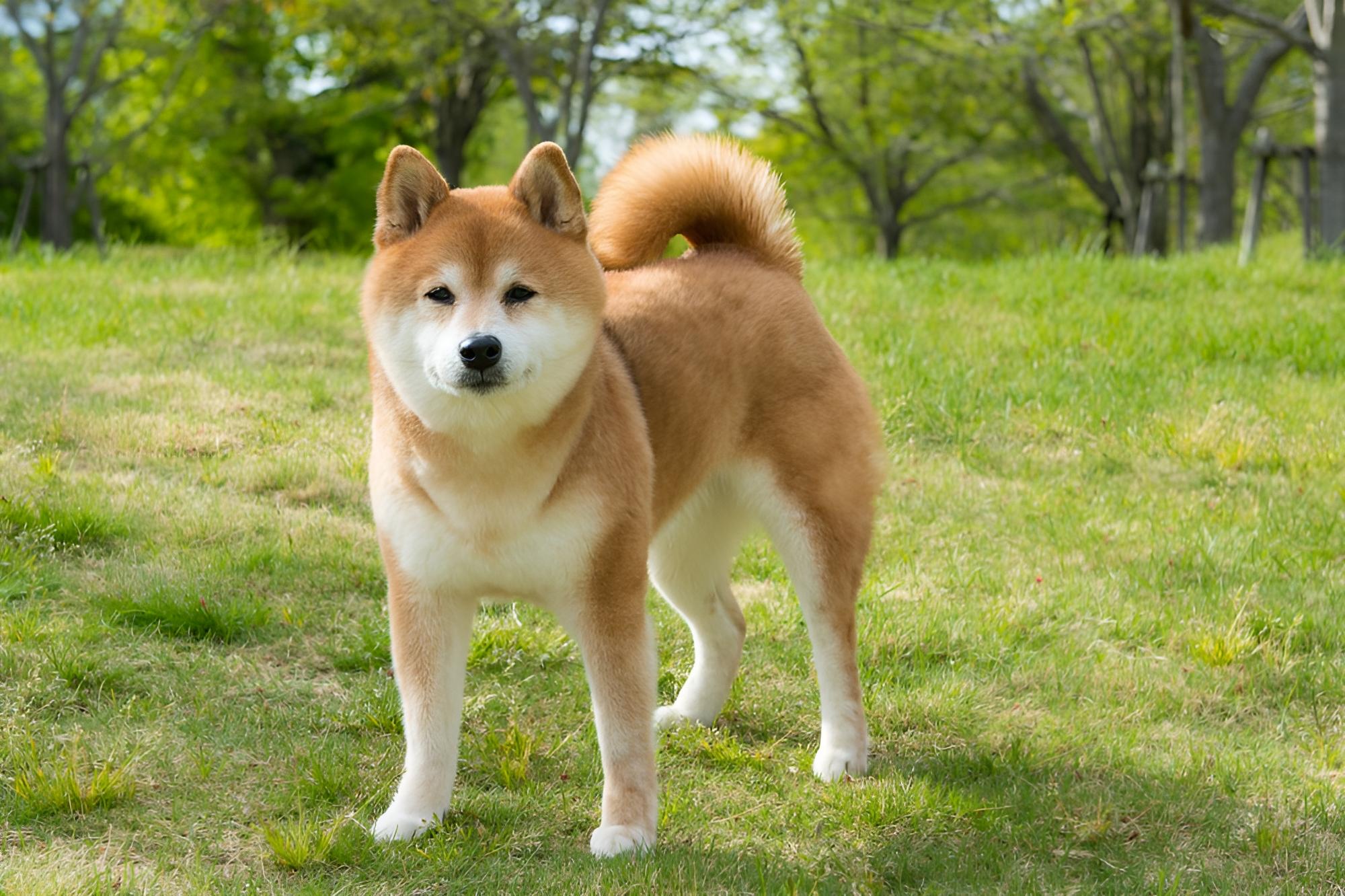 柴犬のまん丸カット | 大阪府河内長野のトリミングならDOG Salon TARTE〜タルト〜