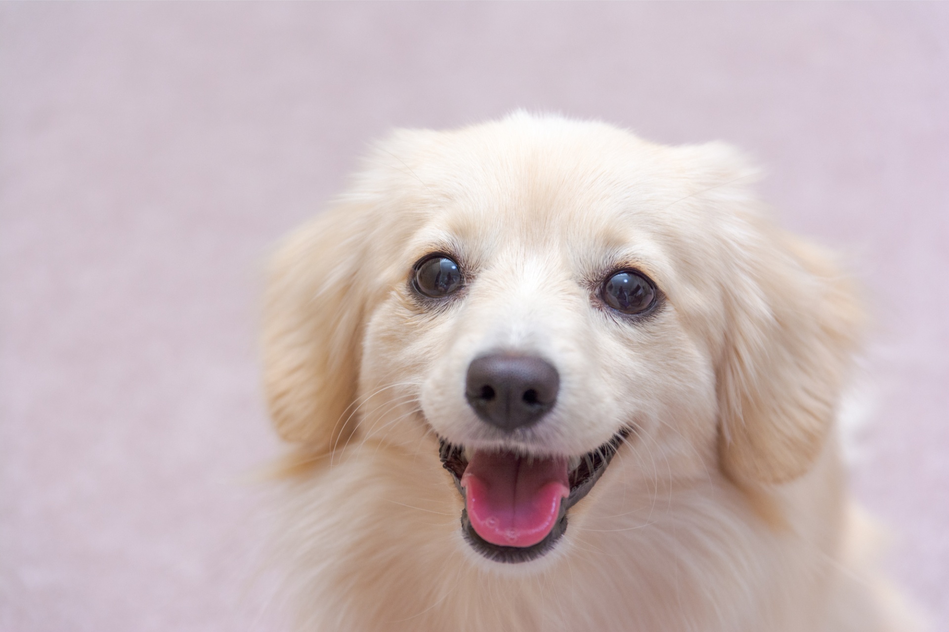ミックス犬にも対応 | 大阪府河内長野のトリミングならDOG Salon TARTE〜タルト〜